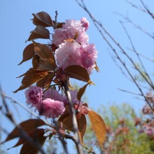 Cherry, Prunus serrulata 'Kwanzan' 7G