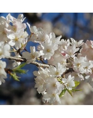 Cherry, Prunus × yedoensis 'Yoshino' 15G