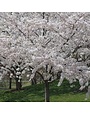Cherry, Prunus × yedoensis 'Yoshino' 15G