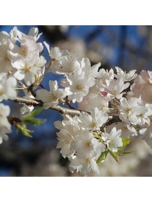 Cherry, Prunus Ã— yedoensis 'Yoshino' 7G