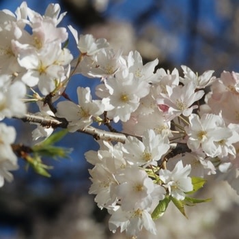 Cherry, Prunus × yedoensis 'Yoshino' 7G