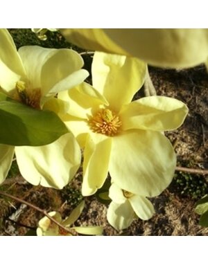 Magnolia, Magnolia acuminata x denudata 'Butterflies' 15G
