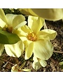 Magnolia, Magnolia acuminata x denudata 'Butterflies' 15G