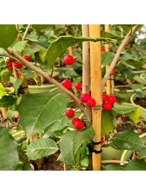 Holly, Ilex opaca 'Satyr Hill' 15G NATIVE