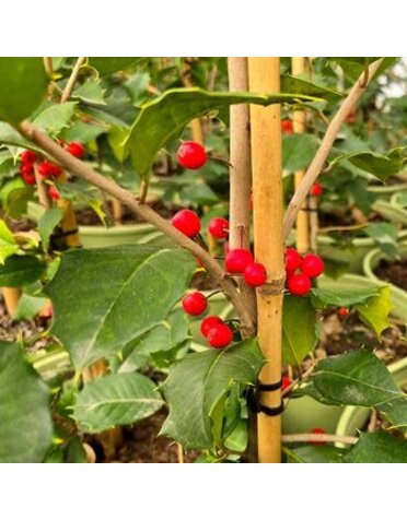 Holly, Ilex opaca 'Satyr Hill' 15G NATIVE