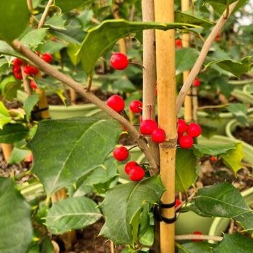 Holly, Ilex opaca 'Satyr Hill' 15G NATIVE