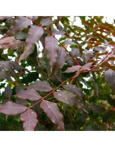 Pistacia chinensis- Chinese Pistachio 15G