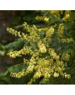 Rain Tree, Koelreuteria paniculata 'Golden Rain Tree' 15G