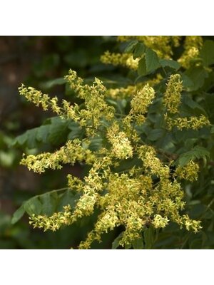 Rain Tree, Koelreuteria paniculata 'Golden Rain Tree' 15G