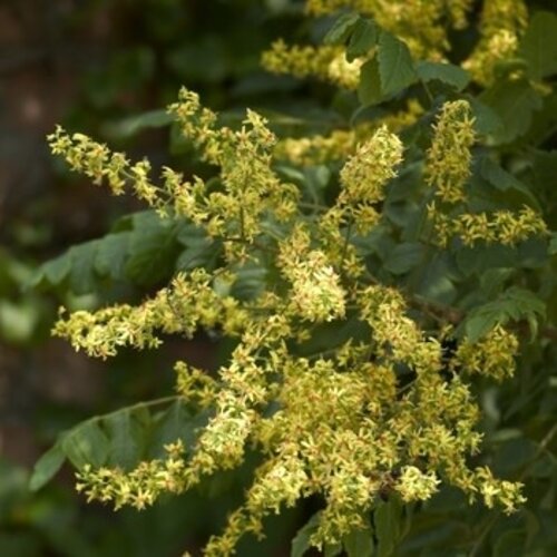 Rain Tree, Koelreuteria paniculata 'Golden Rain Tree' 15G