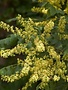 Rain Tree, Koelreuteria paniculata 'Golden Rain Tree' 15G