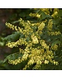 Rain Tree, Koelreuteria paniculata 'Golden Rain Tree' 15G