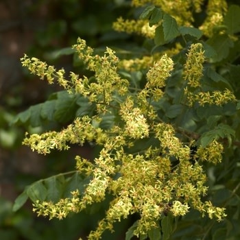 Rain Tree, Koelreuteria paniculata 'Golden Rain Tree' 15G