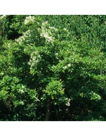Fringetree, Chionanthus retusus 'Chinese Fringetree' 10G