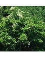 Fringetree, Chionanthus retusus 'Chinese Fringetree' 10G
