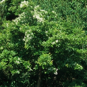 Fringetree, Chionanthus retusus 'Chinese Fringetree' 10G