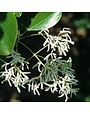 Fringetree, Chionanthus retusus 'Chinese Fringetree' 10G
