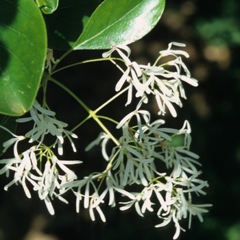 Fringetree, Chionanthus retusus 'Chinese Fringetree' 10G