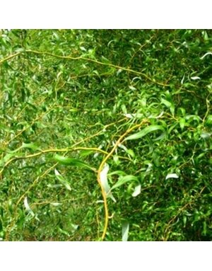 Willow, Salix matsudana 'Tortuosa' Corkscrew 3G