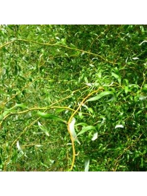 Willow, Salix matsudana 'Tortuosa' Corkscrew 3G