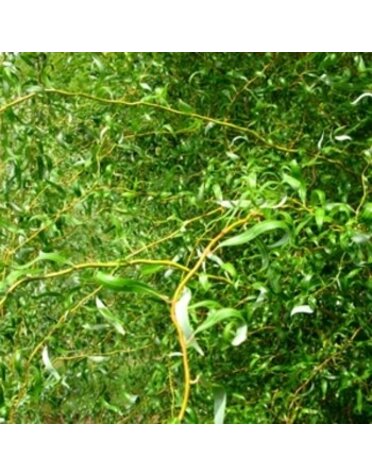 Willow, Salix matsudana 'Tortuosa' Corkscrew 3G