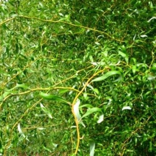 Willow, Salix matsudana 'Tortuosa' Corkscrew 3G