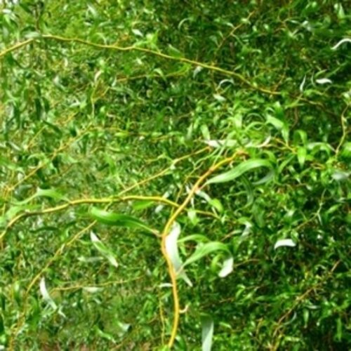 Willow, Salix matsudana 'Tortuosa' Corkscrew 5G