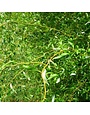 Willow, Salix matsudana 'Tortuosa' Corkscrew 5G
