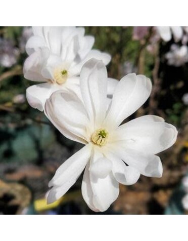 Magnolia, Magnolia stellata 'Royal Star' 3G