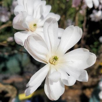 Magnolia, Magnolia stellata 'Royal Star' 3G
