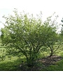 Serviceberry, Amelanchier x grandiflora 'Autumn Brilliance' (Multi-Stem) 25G