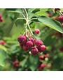 Serviceberry, Amelanchier x grandiflora 'Autumn Brilliance' 5G