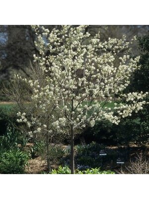 Serviceberry, Amelanchier x grandiflora 'Autumn Brilliance' (Single Stem) 25G