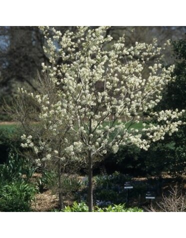 Serviceberry, Amelanchier x grandiflora 'Autumn Brilliance' (Single Stem) 25G