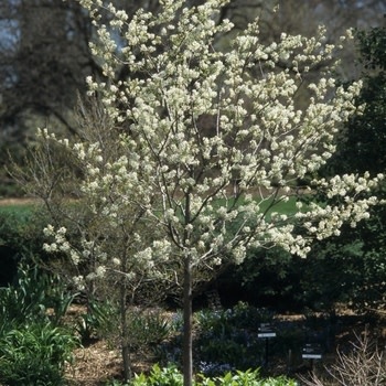 Serviceberry, Amelanchier x grandiflora 'Autumn Brilliance' (Single Stem) 25G