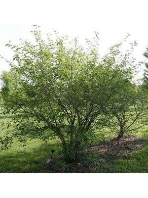 Serviceberry, Amelanchier Ã— grandiflora 'Autumn Brilliance' (Multi-Stem) 15G