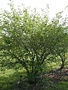 Serviceberry, Amelanchier × grandiflora 'Autumn Brilliance' (Multi-Stem) 15G
