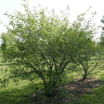 Serviceberry, Amelanchier × grandiflora 'Autumn Brilliance' (Multi-Stem) 15G