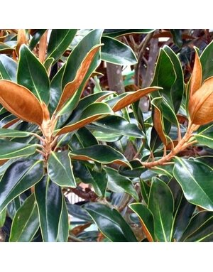 Magnolia, Magnolia grandiflora 'Little Gem' Southern 15G