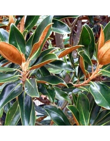 Magnolia, Magnolia grandiflora 'Little Gem' Southern 15G