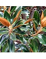 Magnolia, Magnolia grandiflora 'Little Gem' Southern 15G