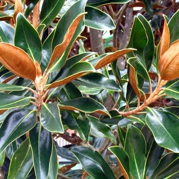 Magnolia, Magnolia grandiflora 'Little Gem' Southern 15G