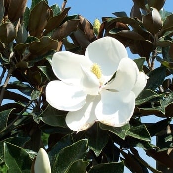 Magnolia, Magnolia grandiflora 'Little Gem' Southern 15G