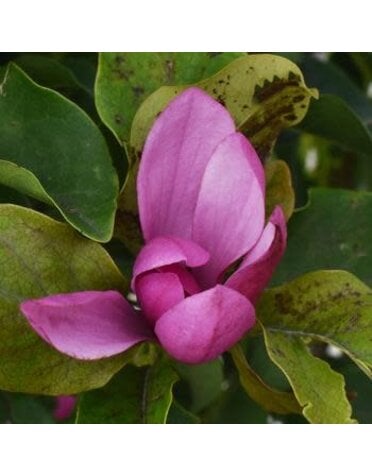 Magnolia, Magnolia x 'Jane' 6-7' BB