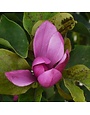 Magnolia, Magnolia x 'Jane' 6-7' BB