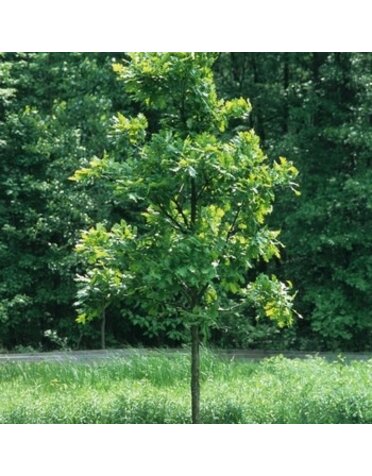 Oak, Quercus bicolor 'Swamp White Oak' 15G