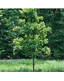 Oak, Quercus bicolor 'Swamp White Oak' 15G
