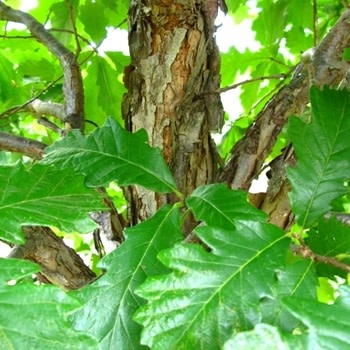 Oak, Quercus bicolor 'Swamp White Oak' 15G