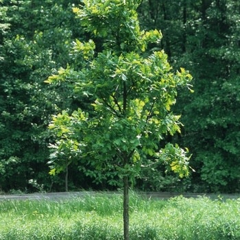 Oak, Quercus bicolor 'Swamp White Oak' 25G