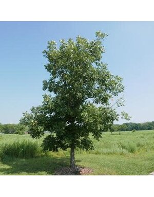 Oak, Quercus macrocarpa 'Burr Oak' 5G NATIVE